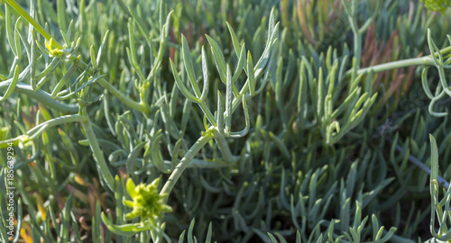 Close-up of the leaves of rock samphire, Crithmum maritimum. It is a coastal plant in the family Apiaceae. Photo taken in Santa Pola, Alicante, Spain photo