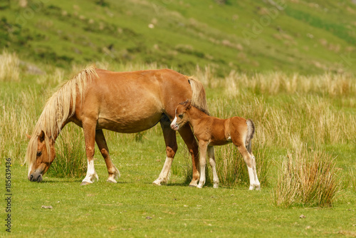 A foal on a meadow with her mother grazing