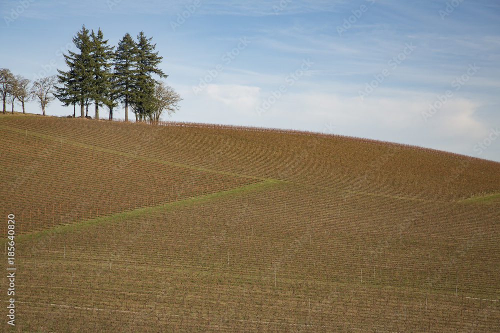 Rows of Dormant Trestled Grapevines, Green Grass on Rolling Hills in Winter, Blue Sky, Daytime,  - Oregon 