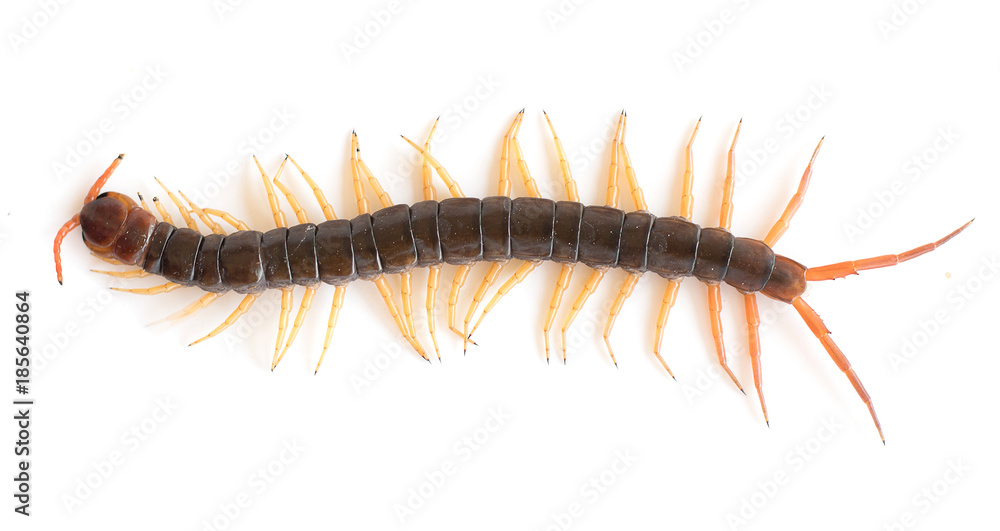 dangerous giant centipede isolate on white background dangerous giant centipede isolate on white background