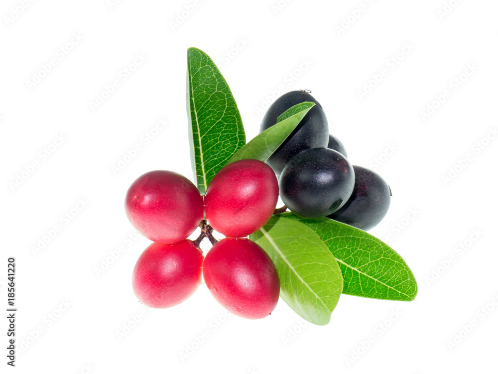 Carissa carandas fruit Carissa carandas fruit