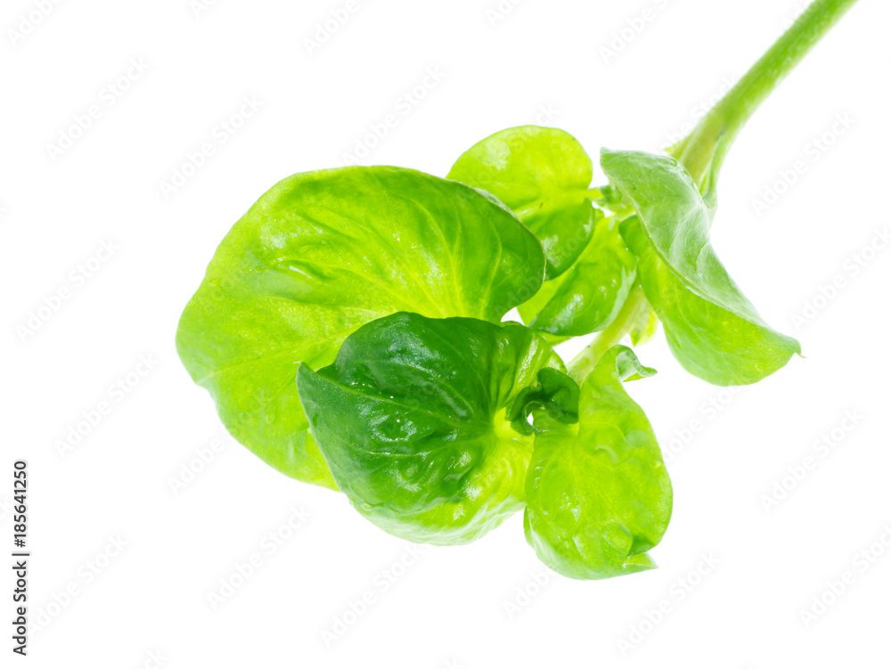 Obraz premium watercress leaf on white background.