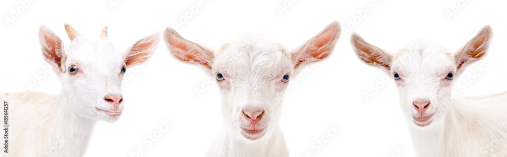 Fototapeta premium Portrait of a three goat, closeup, isolated on white background