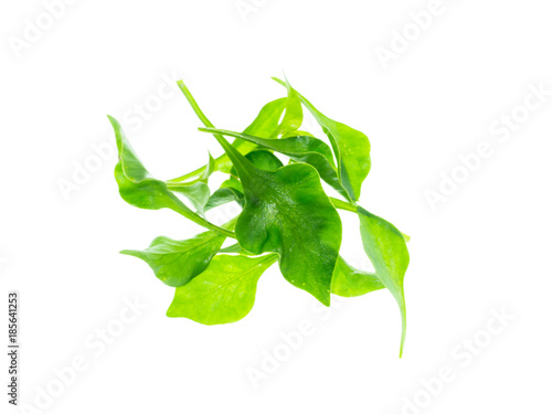 watercress leaf on white background.