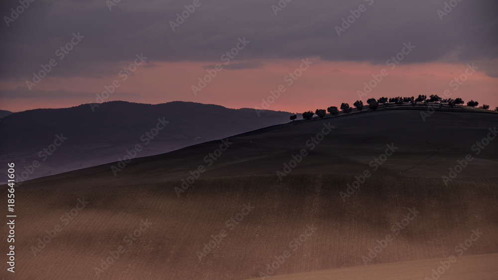 Fototapeta premium sunset and olive trees