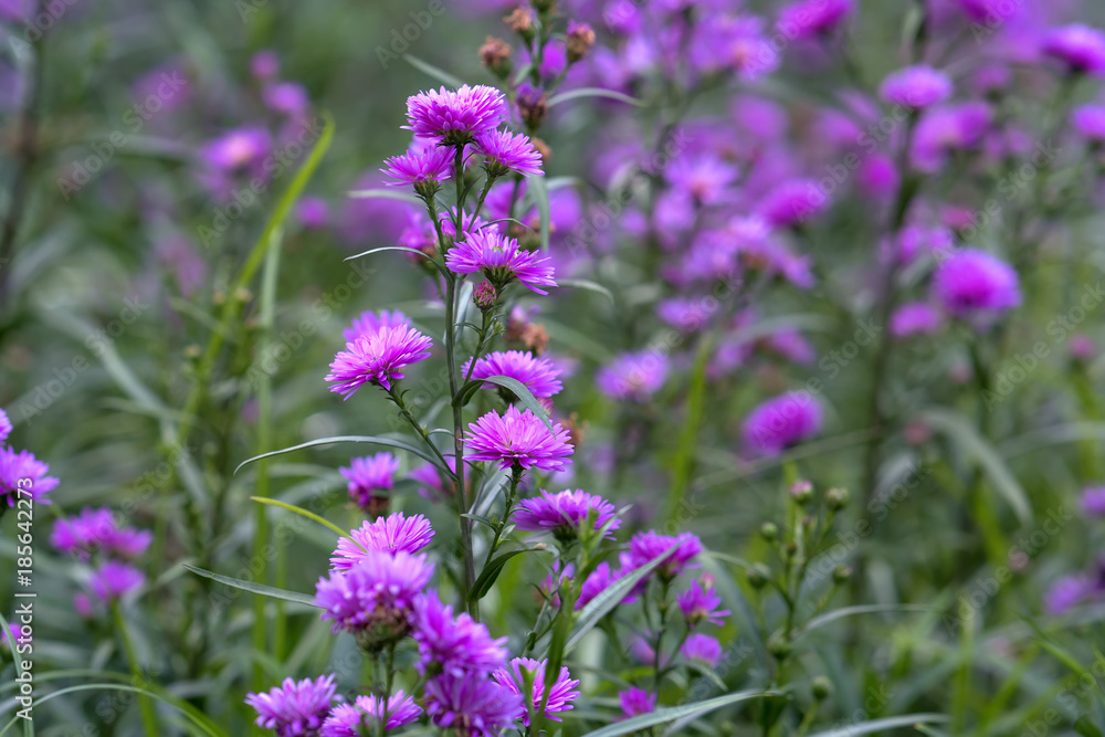Obraz premium European Michaelmas Daisy blooms in a sunny, pink-violet garden that sprouts as small clusters around the garden creating a beautiful, romantic setting for those who love nature.