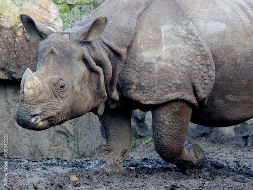 Potężny nosorożec idący w błocie