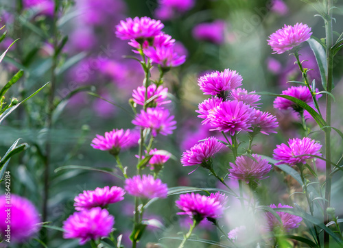 European Michaelmas Daisy blooms in a sunny  pink-violet garden that sprouts as small clusters around the garden creating a beautiful  romantic setting for those who love nature.