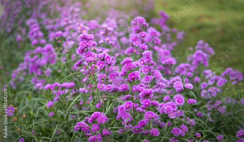 European Michaelmas Daisy blooms in a sunny, pink-violet garden that sprouts as small clusters around the garden creating a beautiful, romantic setting for those who love nature.