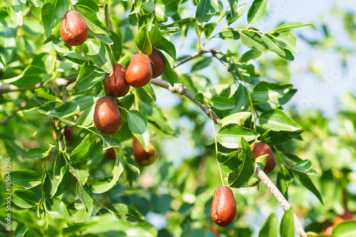 Фототапет Branch jujube (lat. In the process jujuba) with ripe fruit