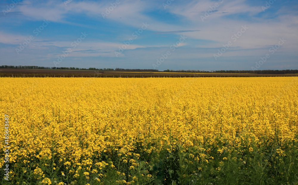 Huge field with yellow rapeseed flowers with green leaves, blue sky with white flowers. Colorful picturesque summer time bright sunny day view. Russia country