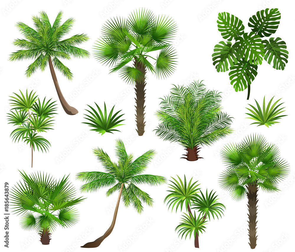Tropical plants (coconut palm, monstera, fan palm, rhapis). Set of hand drawn vector illustrations on white background. Tropical plants (coconut palm, monstera, fan palm, rhapis). Set of hand drawn vector illustrations on white background.