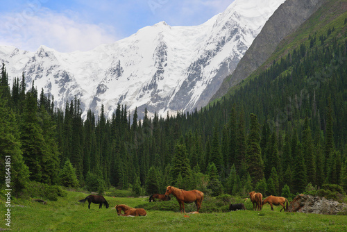 Evening landscape with mountain meadow, fir forest, snow peaks in the background, and herd of horses in foreground. Terskey-Alatau Range, Tien-Shan mountains, Kyrgyzstan photo