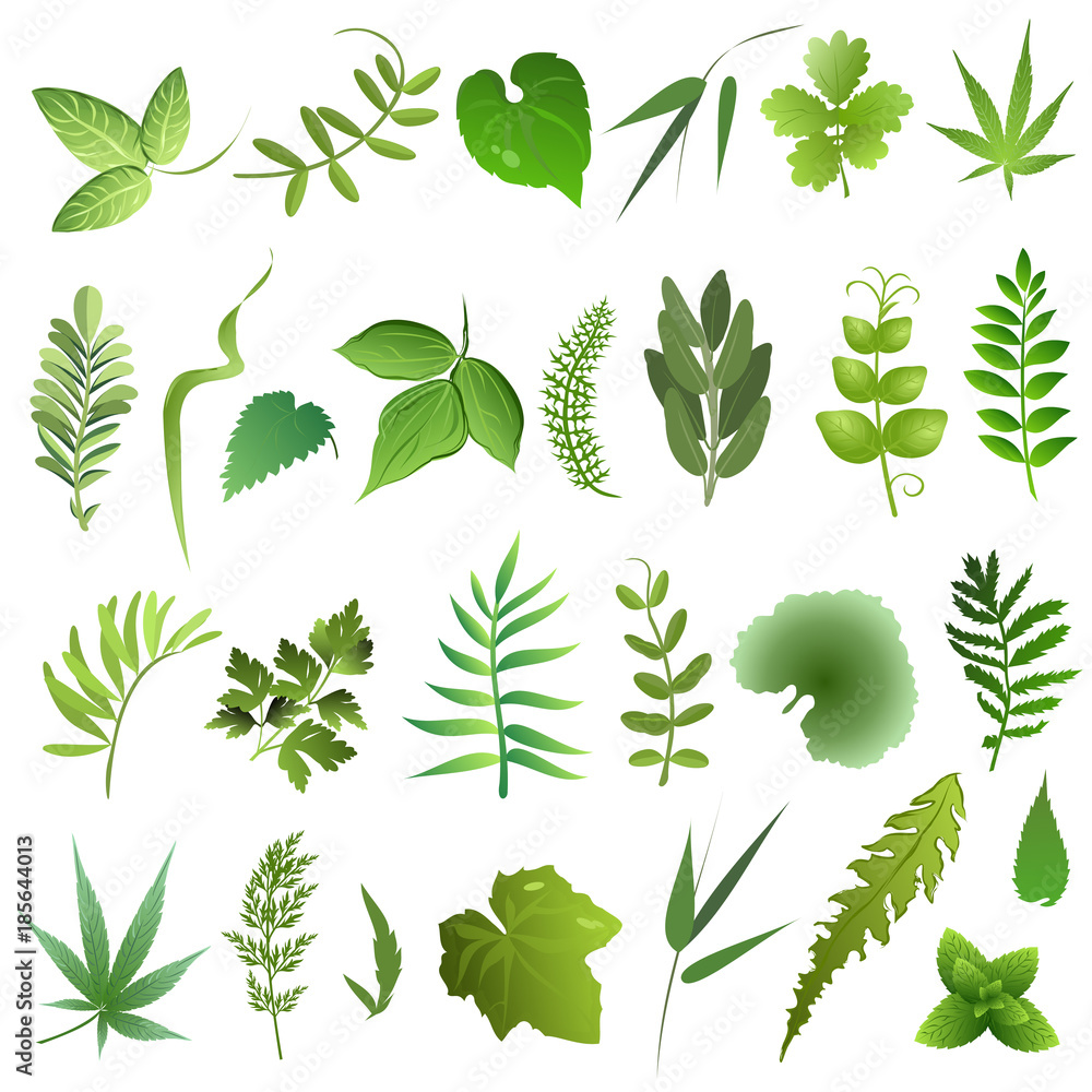 Herb leaves. Set of hand drawn vector illustrations of green leaves on white background. Herb leaves. Set of hand drawn vector illustrations of green leaves on white background.