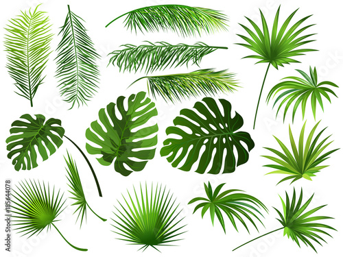 Fototapeta Naklejka Na Ścianę i Meble -  Tropical green  leaves (coconut palm, monstera, fan palm, rhapis). Set of hand drawn vector illustrations of exotic leaves on white background.