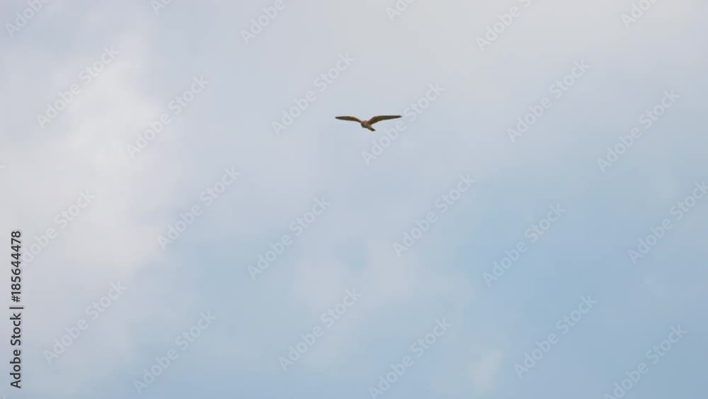 Flying Lesser Kestrel at sky background Flying Lesser Kestrel at sky background