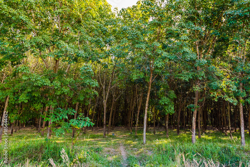 Tropical rubber plantation in Thailand. nature concept.