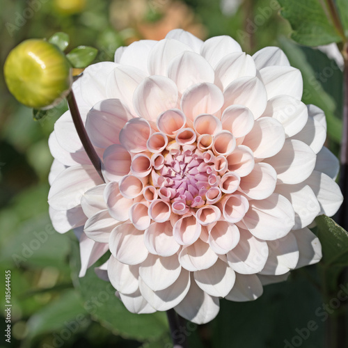 Fototapeta Naklejka Na Ścianę i Meble -  Dahlien, Dahlias