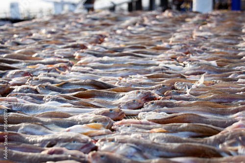 Dried  shuttles hoppfish. mudskipper. photo