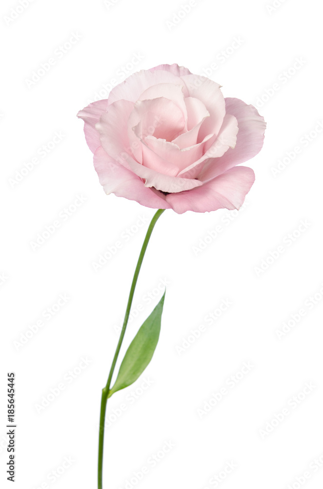 Beautiful Eustoma flower isolated on white background