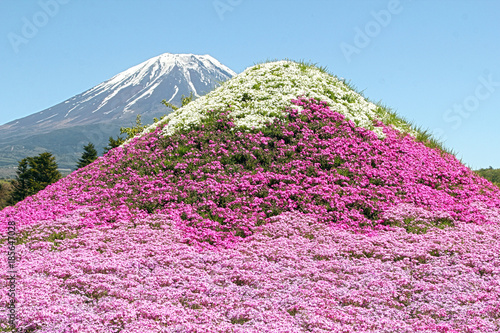 Annual flower show at the holy Mount Fuji