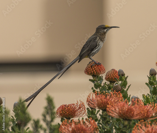 Cape Sugar bird, male,  Promerops cafer, sitting on Pincushion Fynbos looking right and leaning back, South Africa