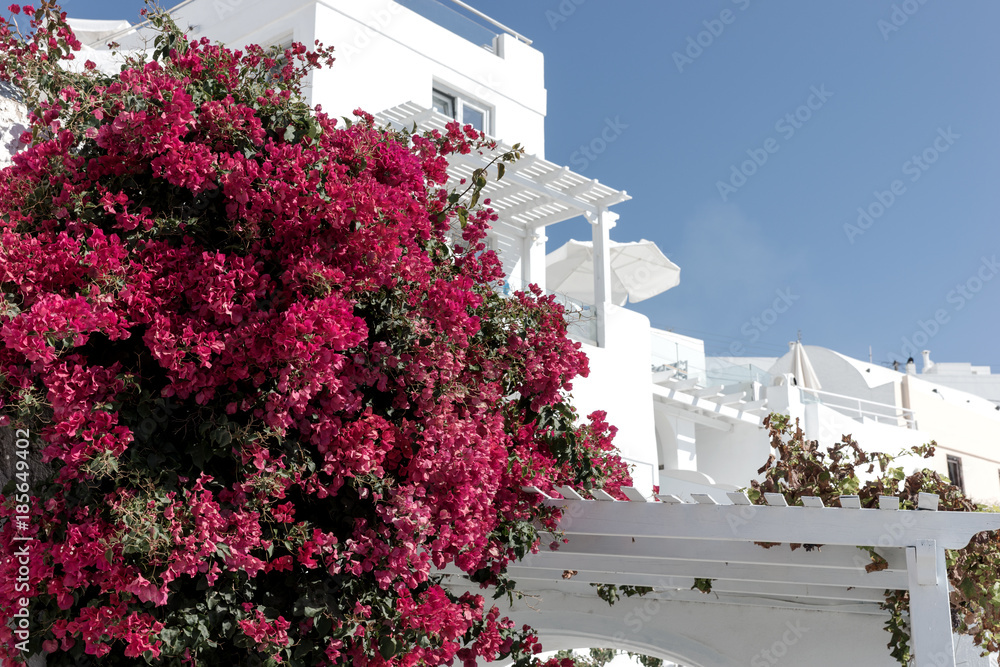 Traditional greek street with flowers on the wall, Santorini Island