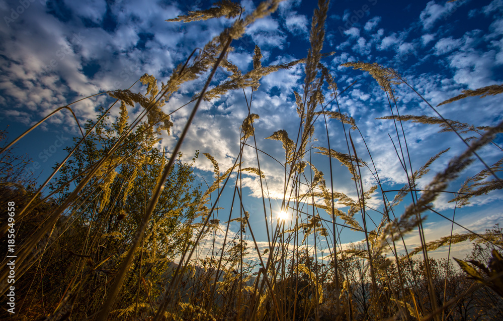 Obraz premium golden grass landscape
