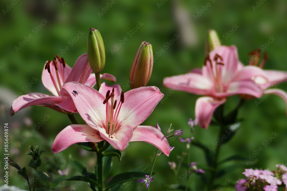 Asiatic beautiful garden pink lilies on natural green background. Asiatic beautiful garden pink lilies on natural green background.