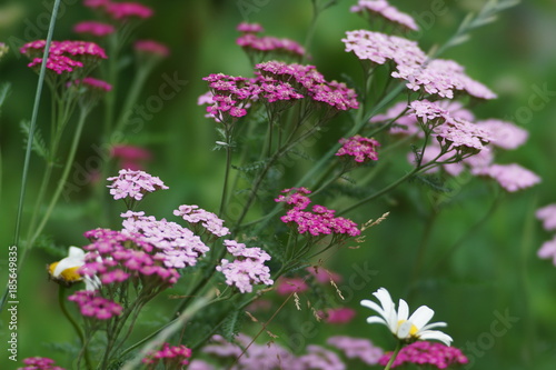 Pink flowers yarrow ordinary on a green background.
