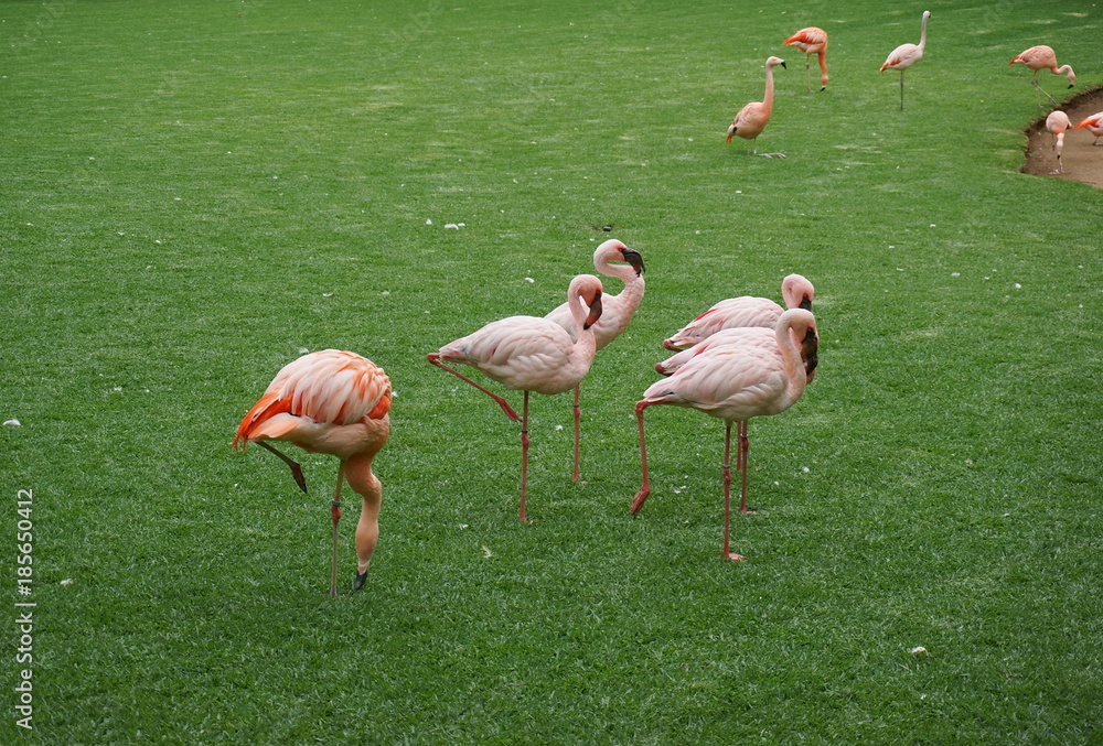A flock of pink, ringed flamingos stands on a green lawn. A flock of pink, ringed flamingos stands on a green lawn.