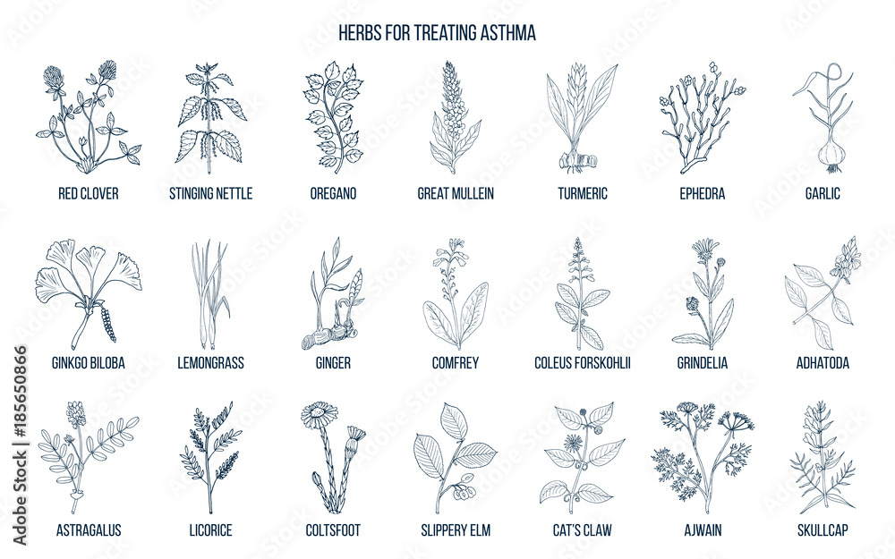 Natural herbs collection for asthma treating