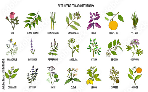 Best herbs for aromatherapy