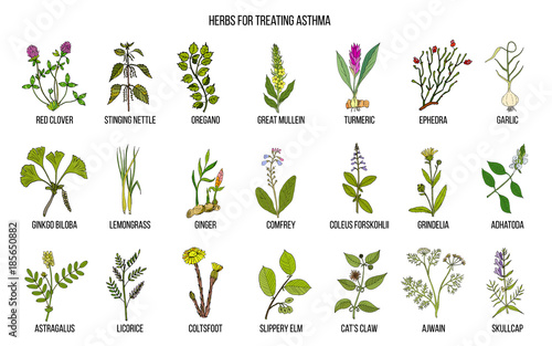 Natural herbs collection for asthma treating