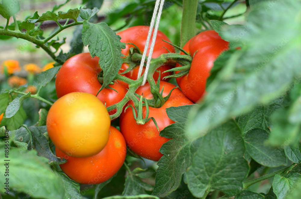 Closeup of half ripe tomatoes growing in a private garden