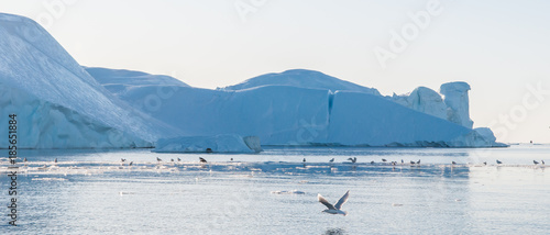 Birds in Greenland affected by Climate Change and Global Warming photo