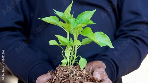 Man holding a little green plant