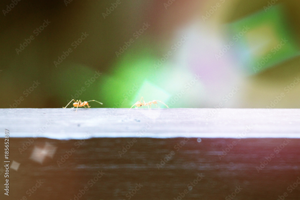 Beautiful small ants on wood texture and soft light background. Beautiful small ants on wood texture and soft light background.