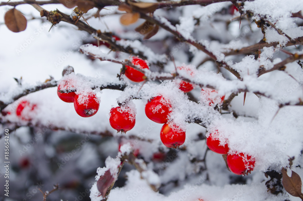 Bush barberry under snow. Cherry juicy berries on the winter background Bush barberry under snow. Cherry juicy berries on the winter background
