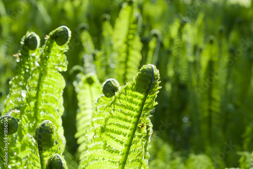 Ferns in the back light in the spring. photo