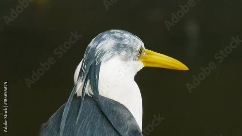 close up of the head of a pied heron in the rain photo