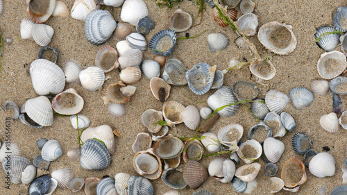 Background sabbia e conchiglie di mare