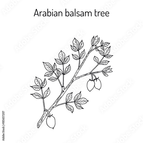 Arabian balsam tree Commiphora gileadensis 