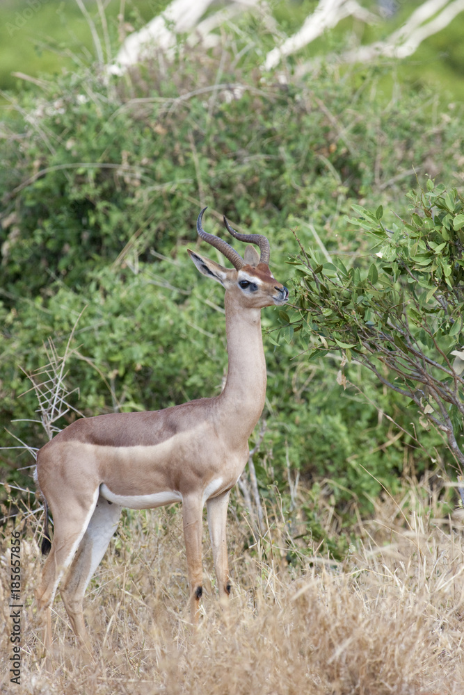Obraz premium Gerenuk (Litocranius walleri) feeding on a bush in savanna of Tsavo East National Park, Kenya