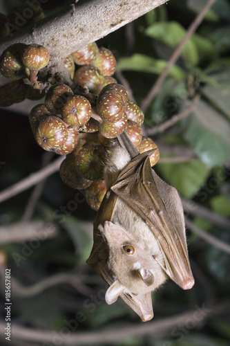Wahlberg's epauletted fruit bat (Epomophorus wahlbergi) feeding on a fig tree at night, central Kenya photo