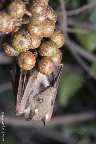 Wahlberg's epauletted fruit bat (Epomophorus wahlbergi) feeding on a fig tree at night, central Kenya photo
