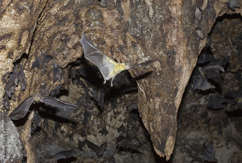 Colony of Egyptian fruit bats (Rousettus aegyptiacus) in cave, coastal Kenya. photo