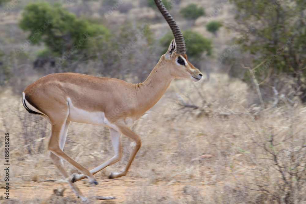 Male impala (Aepyceros melampus) running in savanna of Tsavo East National Park, Kenya Male impala (Aepyceros melampus) running in savanna of Tsavo East National Park, Kenya