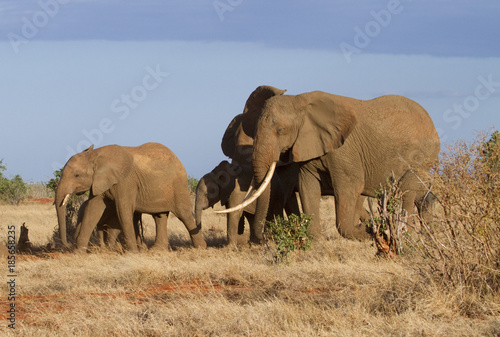 A group of African elephants (Loxodonta africana) in savanna of Tsavo East National Park, Kenya