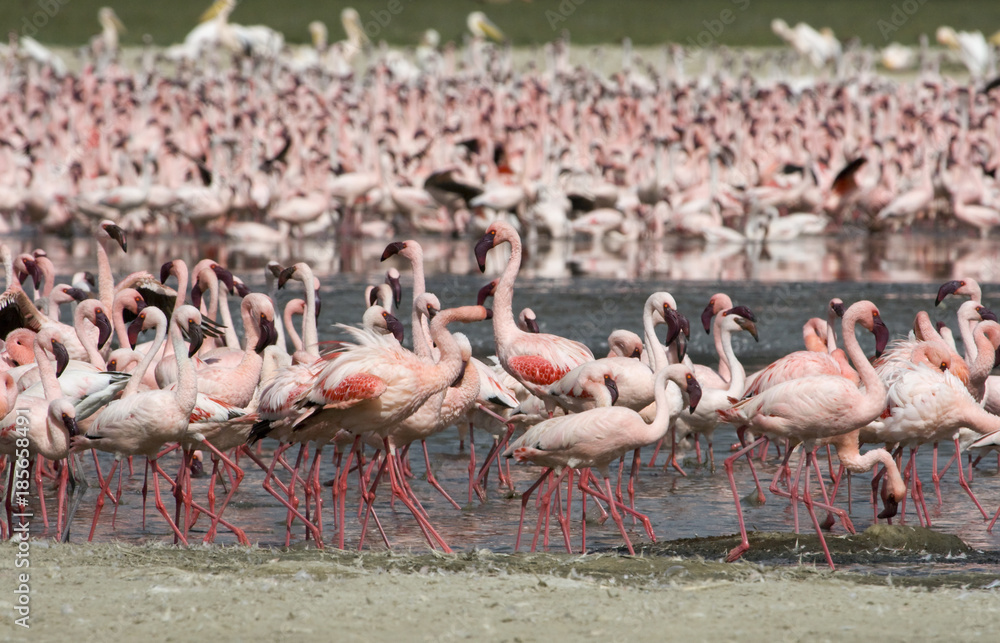 Naklejka premium Multiple lesser flamingo (Phoenicoparrus minor) at lake Nakurum Kenya